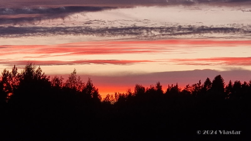 Testamentti, metsä, metsätestamentti, suojele, luonto, luonnonsuojelu